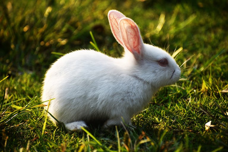 A cute white rabbit sitting on sunlit grass, perfect for animal lovers and nature enthusiasts.