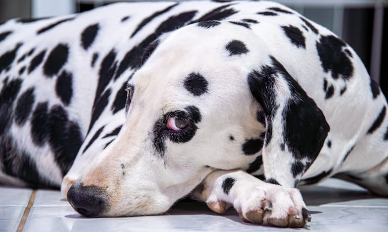 A Dalmatian dog resting peacefully on the floor indoors, showcasing its unique black and white spots.