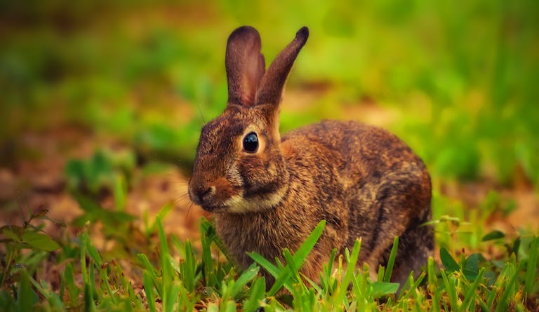 A detailed close-up of a rabbit sitting in green grass with vibrant natural lighting.