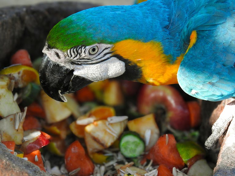 A vibrant blue-and-yellow macaw enjoying a colorful fruit mix outdoors.