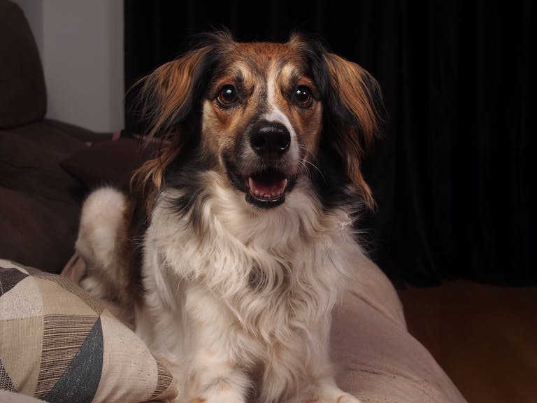 Adorable mixed breed dog sitting indoors with a cheerful expression.