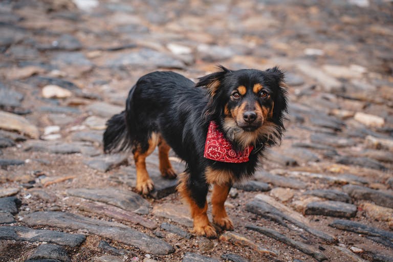 Charming black and brown dog wearing a red bandana, standing on a cobblestone path.