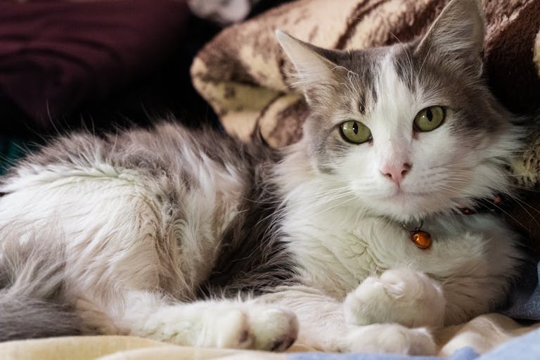 Charming fluffy domestic cat lounging comfortably on soft blankets.
