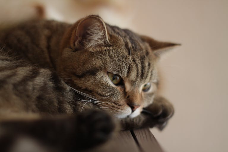Close-up of a tabby cat resting indoors with a calm and serene mood.