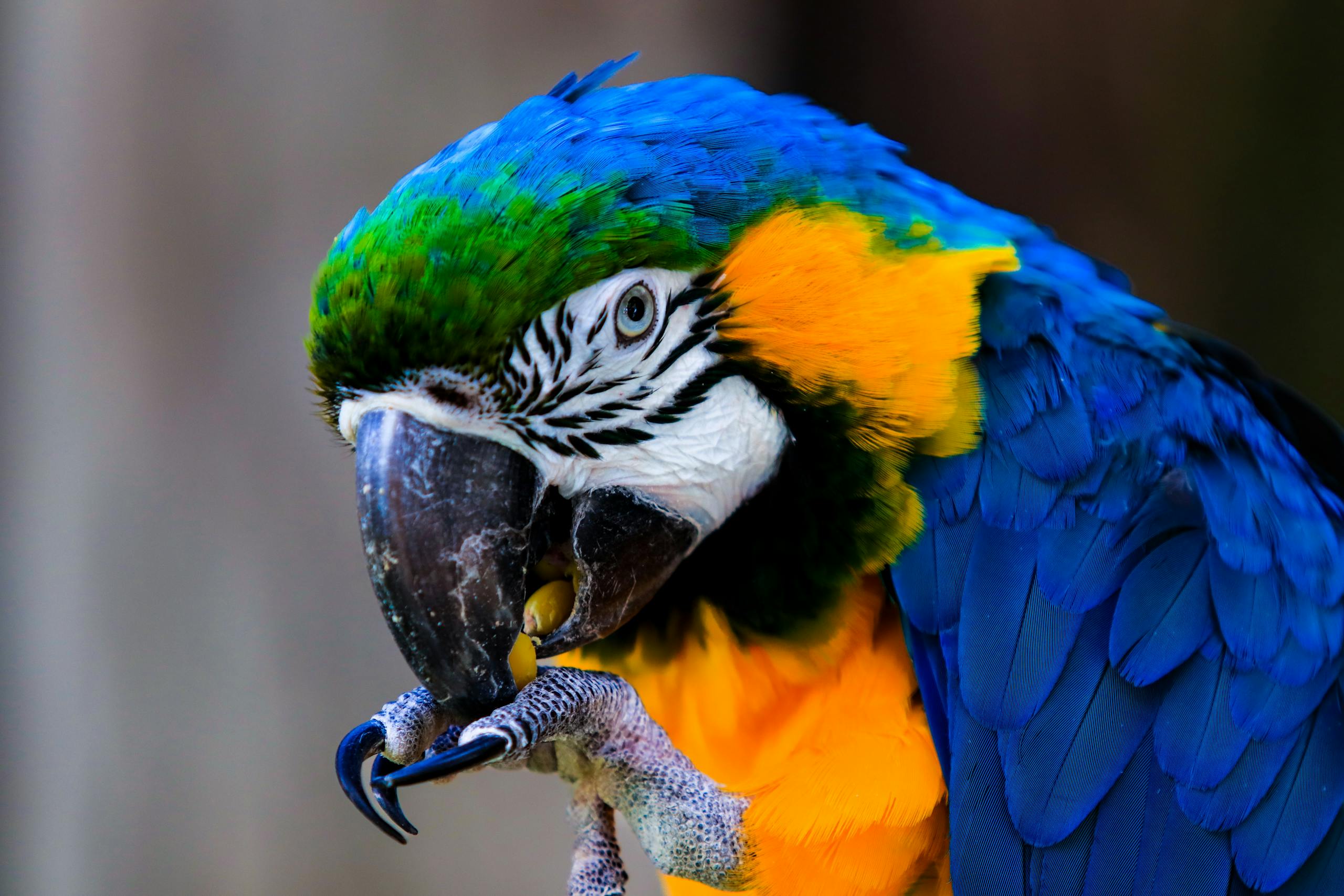 Signs a Parrot Diet May Be Unbalanced