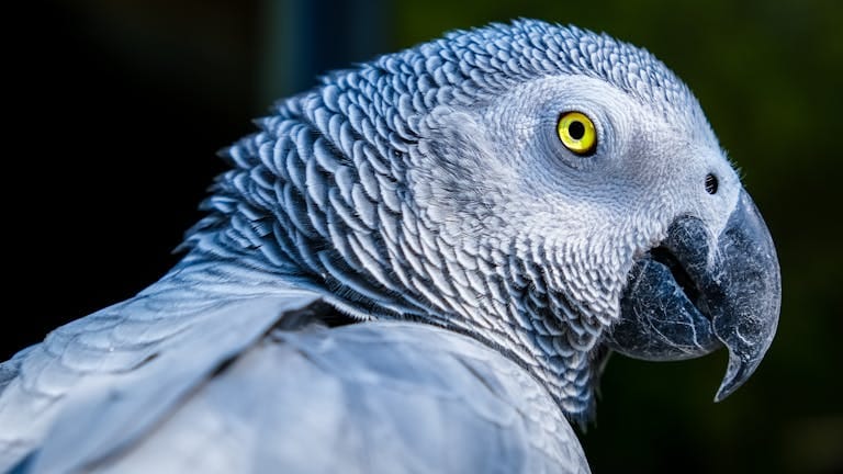 Detailed image of an African Grey Parrot showcasing its intricate plumage and bright eye.