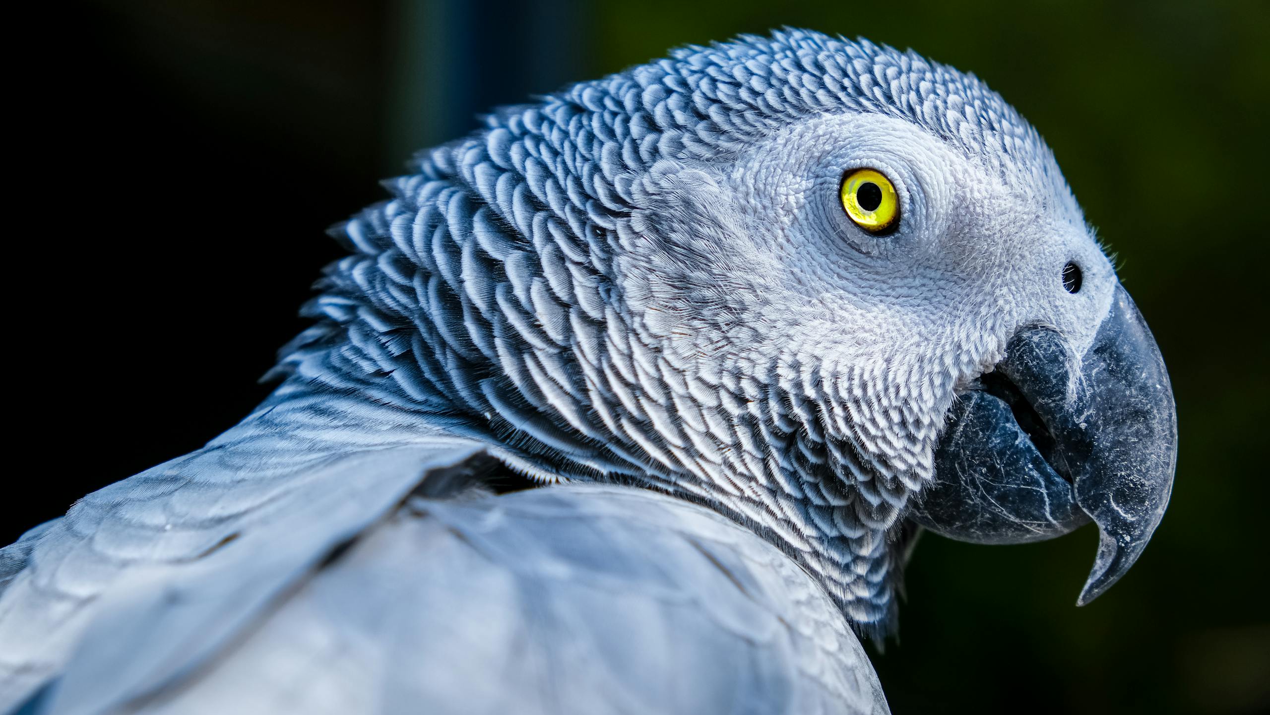 What Do Parrots Eat in the Wild?