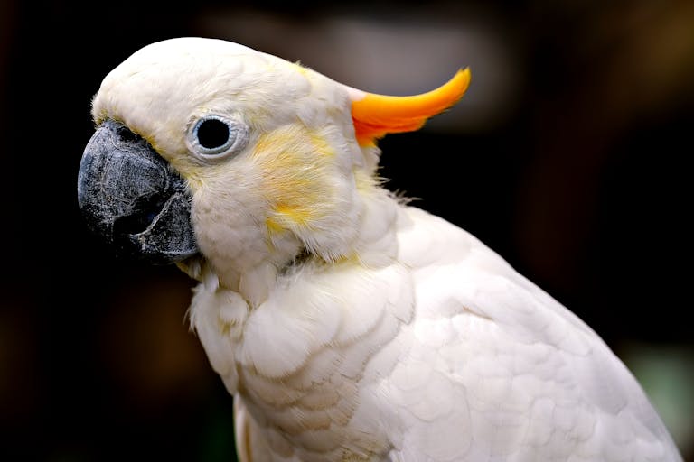 Detailed portrait of a white cockatoo with striking orange crest feathers.