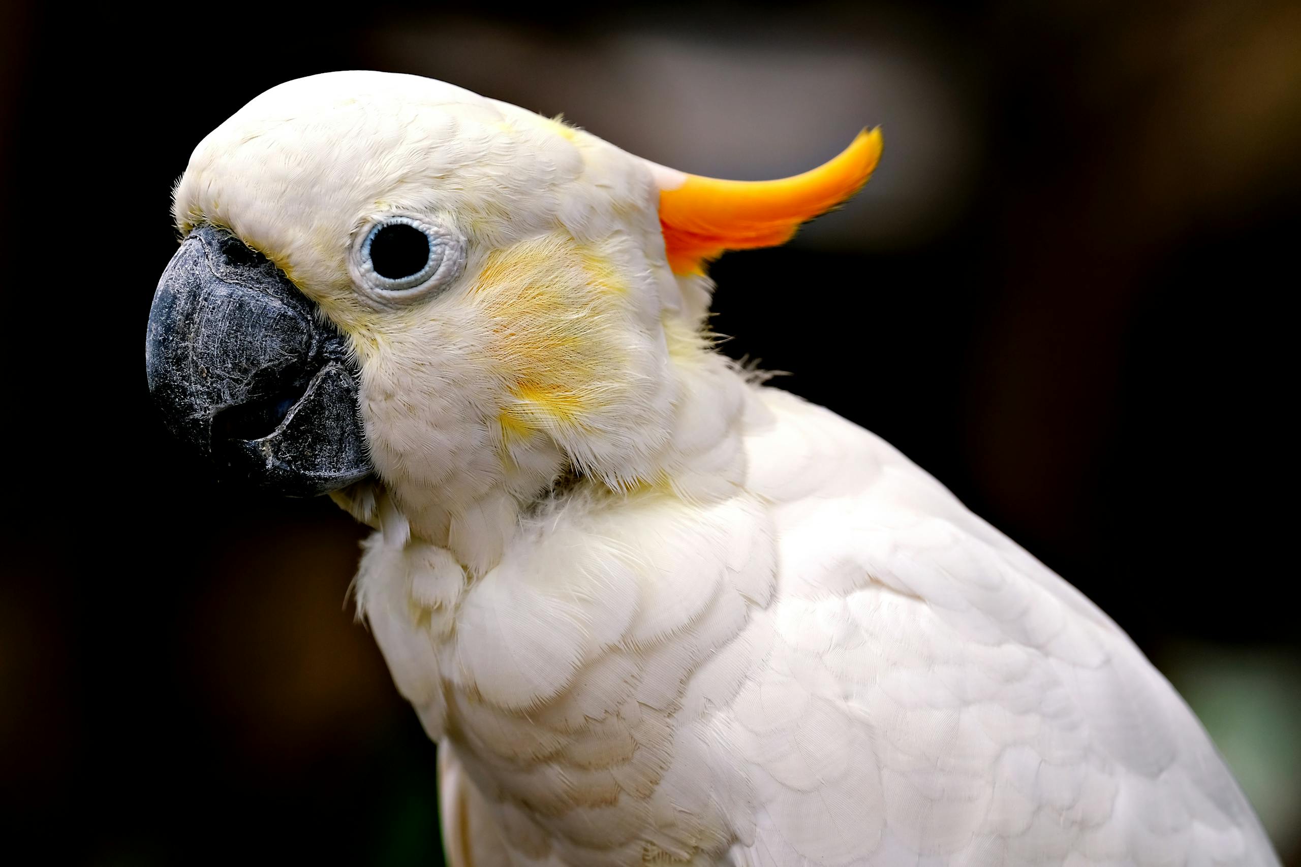 Why Parrot Nutrition Is So Complex