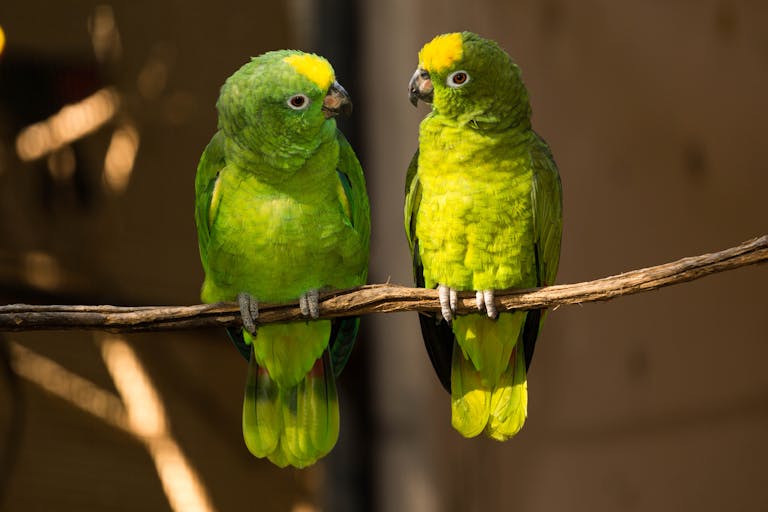 Two vibrant green parrots perched on a branch in their natural habitat. Perfect wildlife shot.