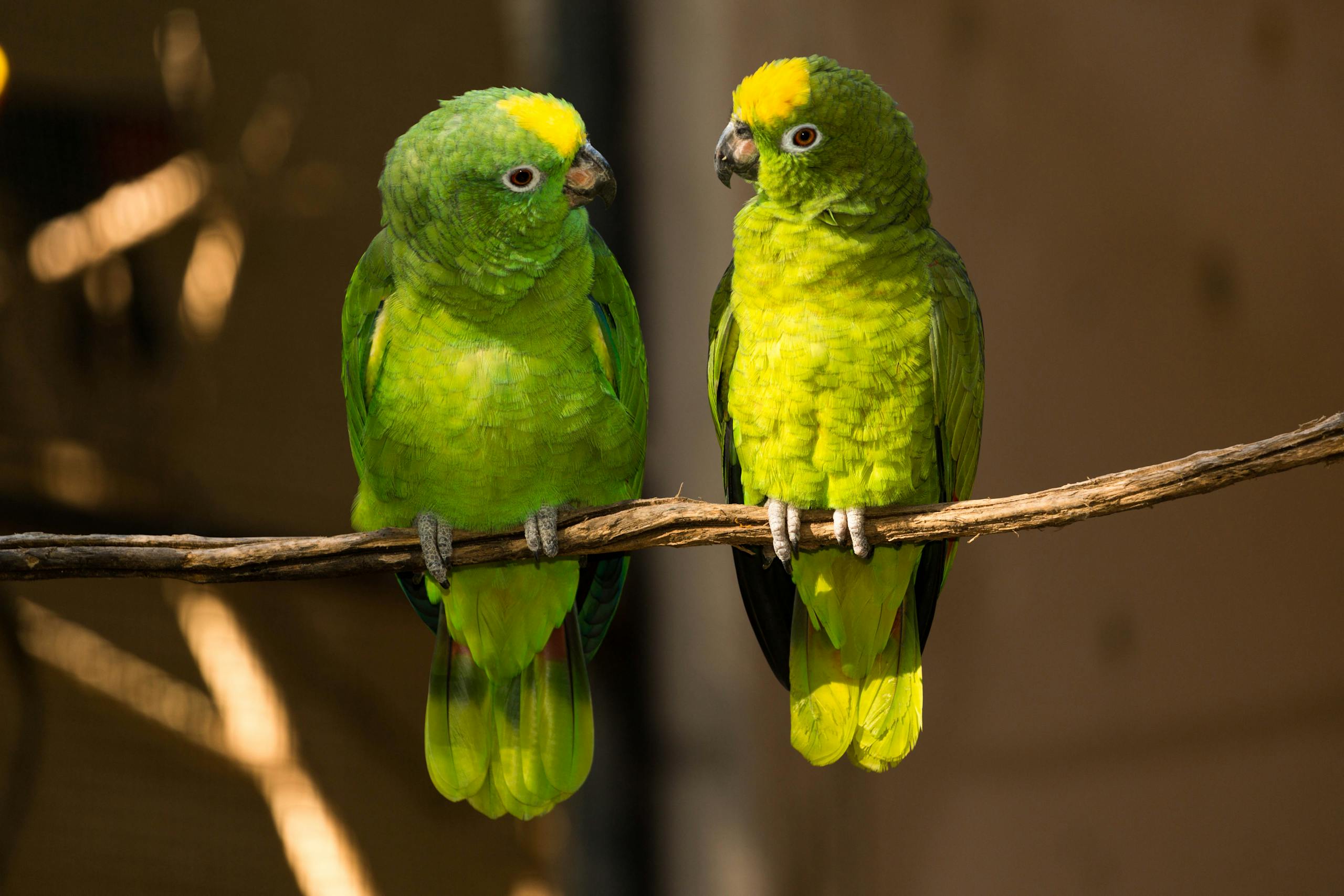 What Parrots Really Need to Eat — And Why a Seed Bowl Isn’t Enough
