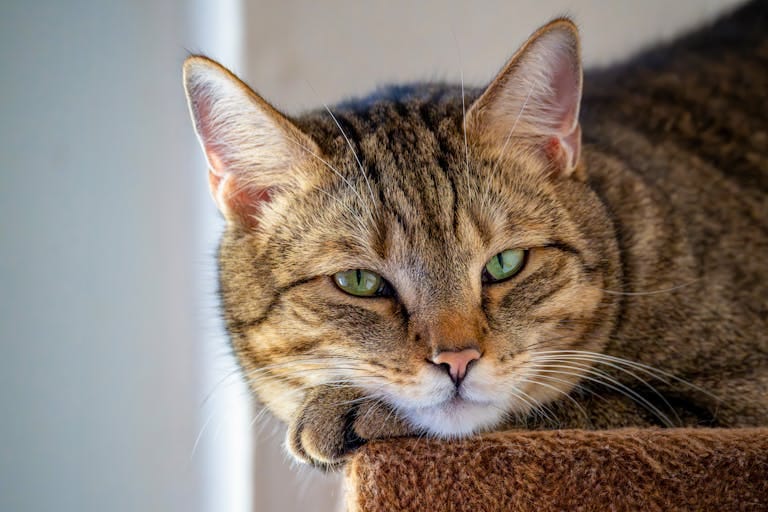 A close-up of a European Shorthair cat with green eyes, resting indoors with a relaxed expression.