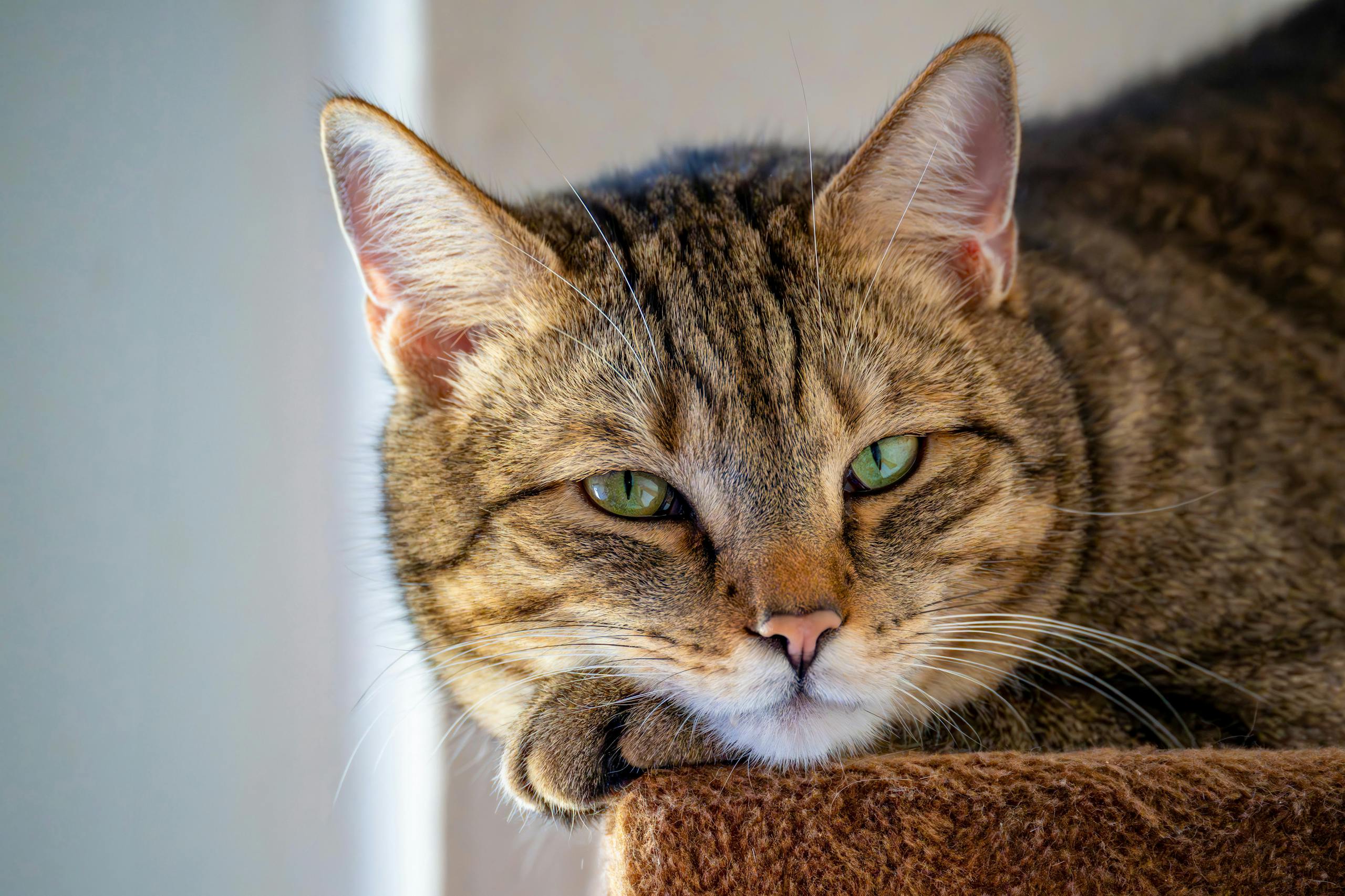 Feline RawStart™ Comprehensive Guide to Raw Feeding Cats