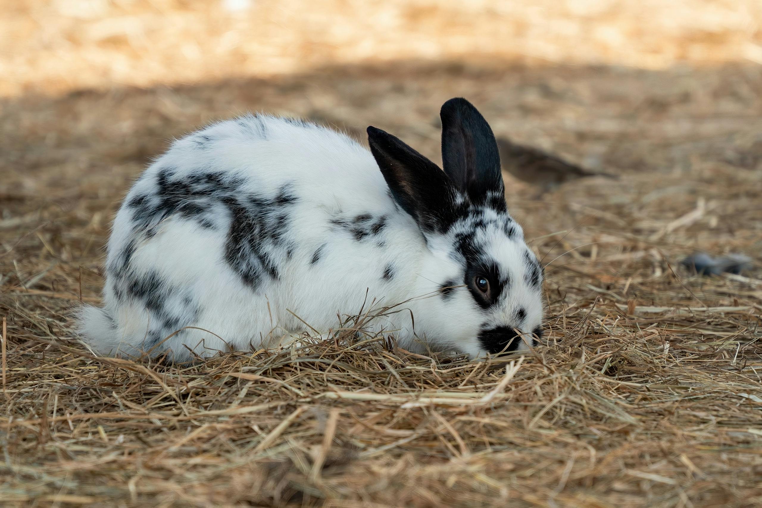 The Hay-First Feeding Principle: Why Hay Is the Foundation of Every Rabbit’s Diet