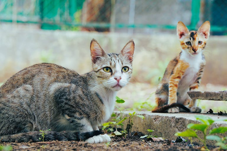 A mother cat and her kitten exploring outdoors in an urban environment, Delhi, India.