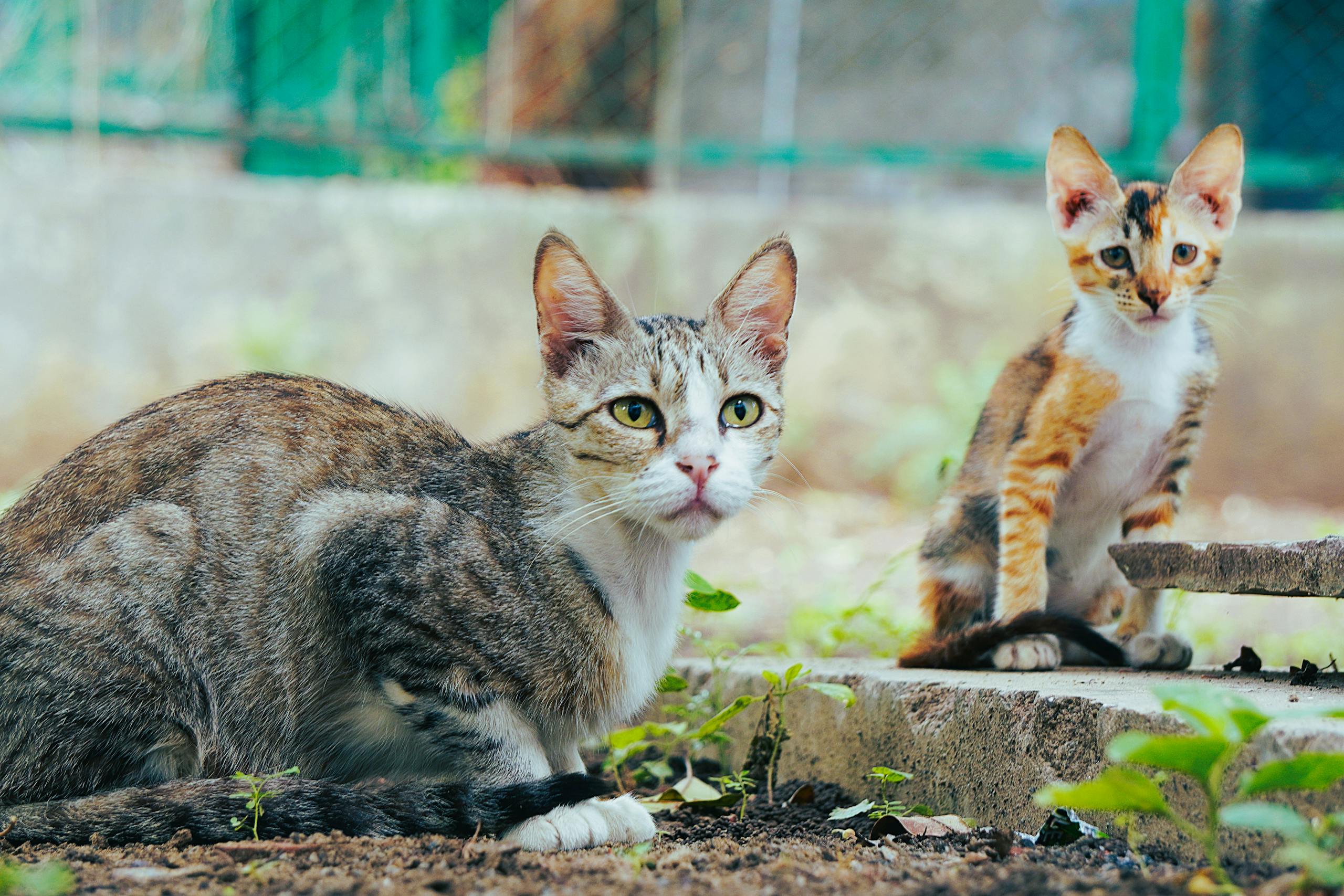 Feline BreederStart™ — The Cattery Management Tool Every Cat Breeder Needs