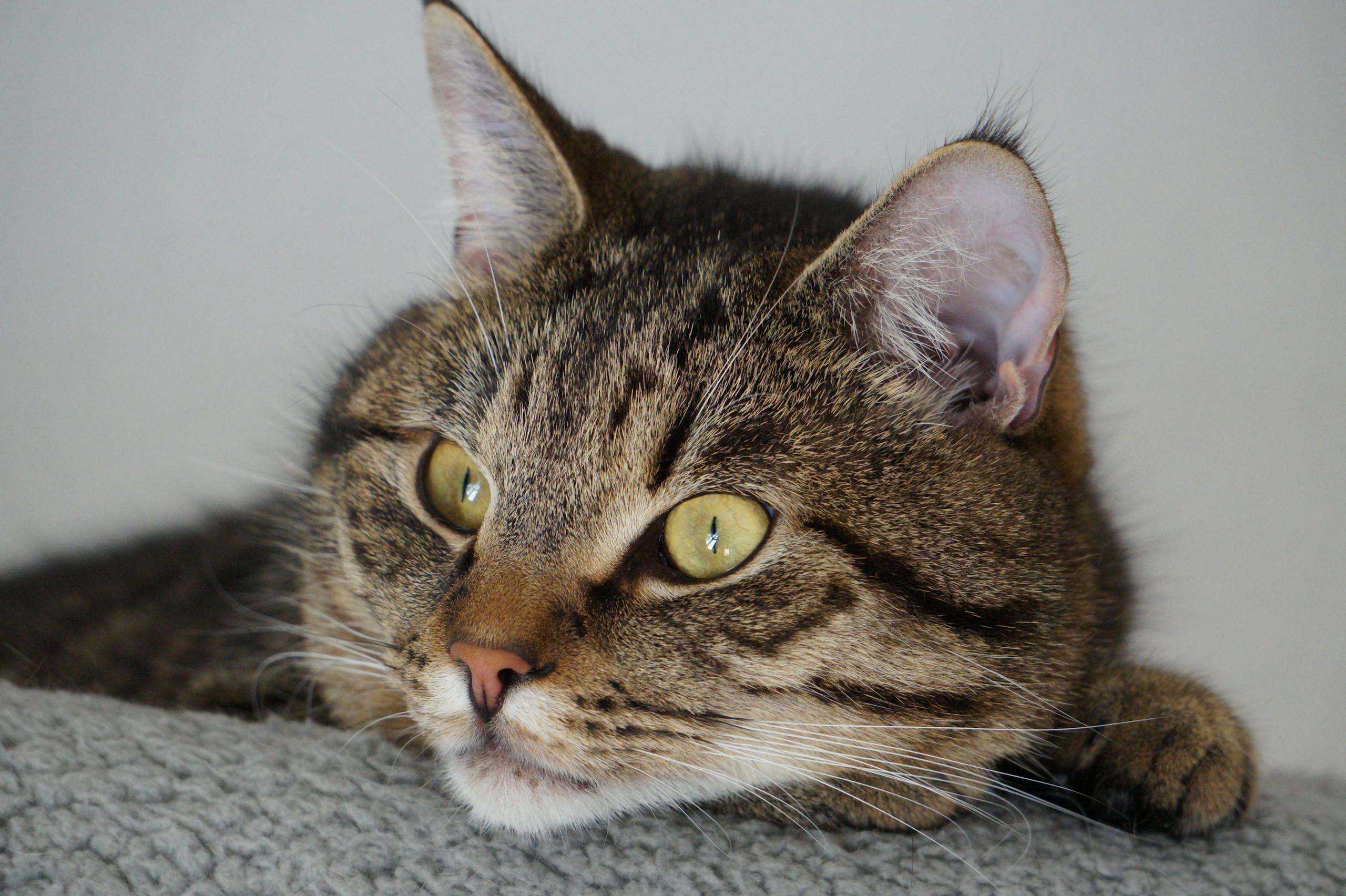 Cat Nutrition at Every Life Stage: Kitten, Adult and Senior Cats