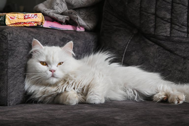 Serene white cat lounging comfortably on a sofa, exuding calm and relaxation.