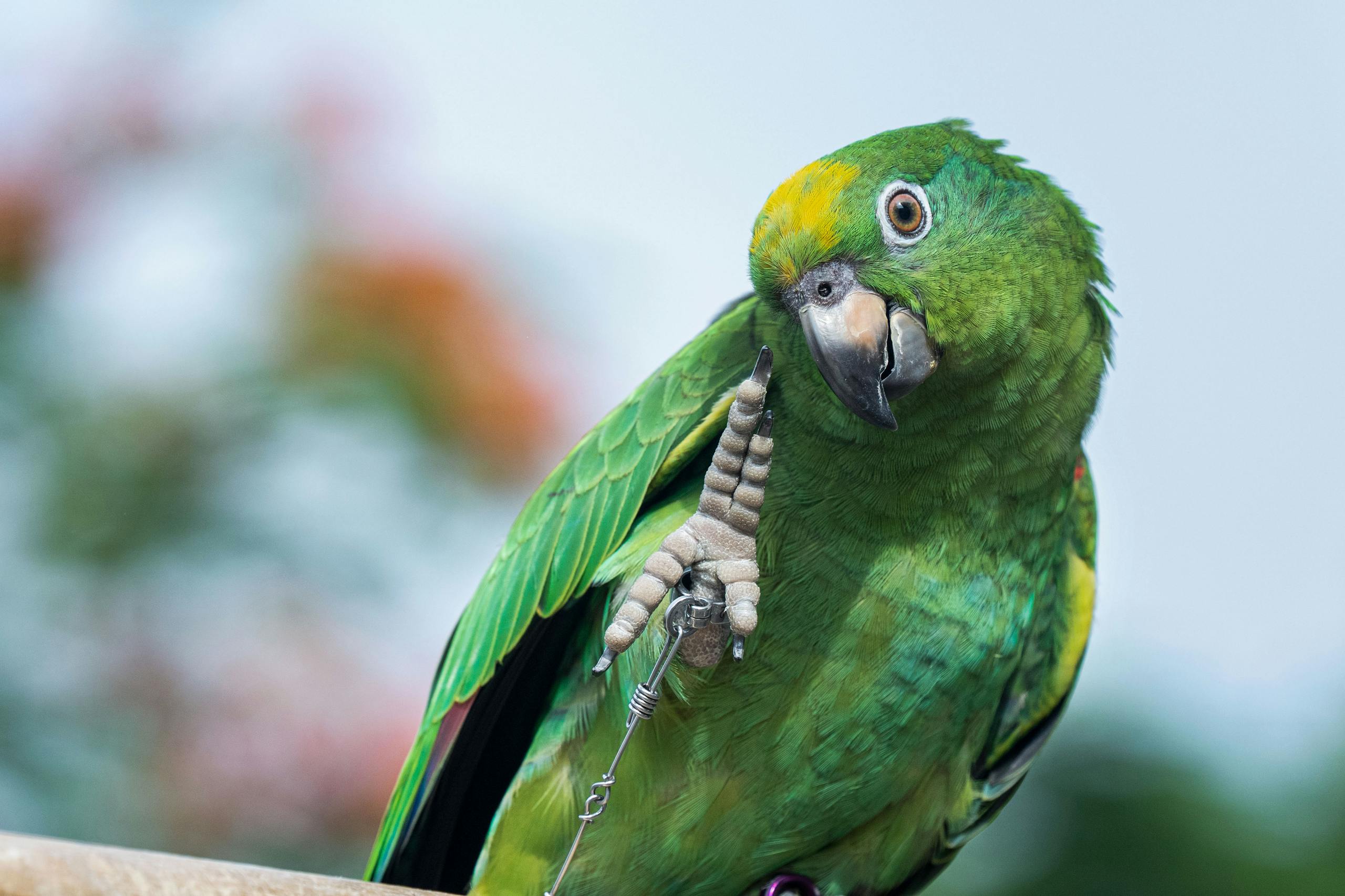 Striking close-up of a yellow-crowned amazon parrot perched outdoors against a soft blurred background.