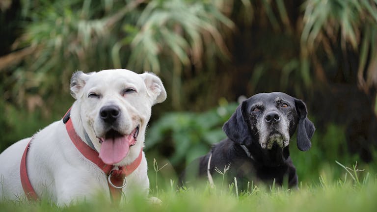 Two dogs enjoying a peaceful moment in nature, showcasing friendship and contentment.