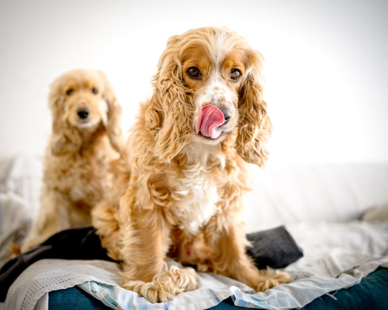 Two playful cocker spaniels on a bed, one licking its nose. Captured indoors in Peru.