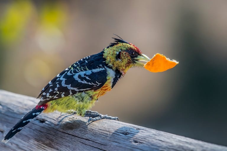 Vibrant tropical barbet bird holding a fruit slice while perched on a log.