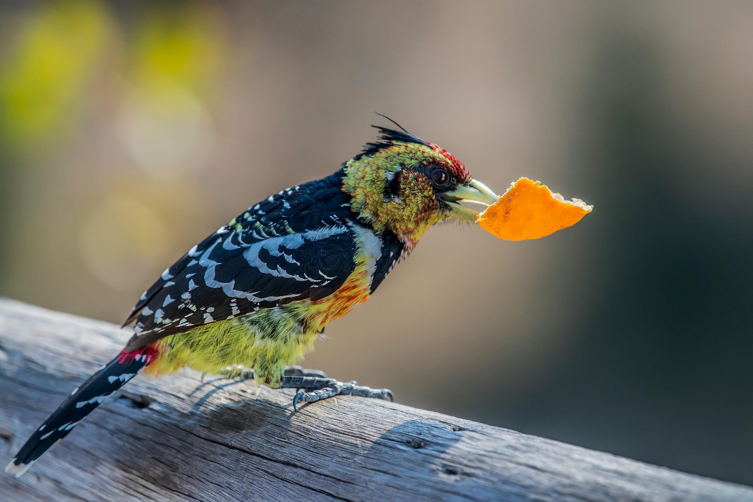 Why Parrots Need More Than Seeds